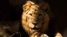 Zoo Ostrava "přichází" o kočkovité šelmy. Po dvou rysech utratila i lva