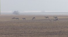 Návaly lidí v přírodě ruší zvířata. Ta se kvůli tomu nestíhají připravit na zimu