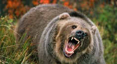 Děsivé svědectví: Lovec zázrakem přežil útoky zuřivého grizzlyho!