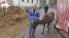Zookoutek u nemocnice musí pryč. Osel hýkal moc hlasitě
