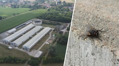 Obec bojuje s invazí much. Lidé viní nedaleký prasečák