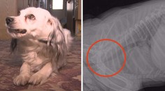 Nemocná fena záchranářka teď sama potřebuje pomoc