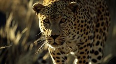 Pracovníka zoo napadl levhart. Těžkým zraněním v nemocnici podlehl