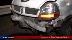 VIDEO: Prasečí masakr na dálnici do Plzně
