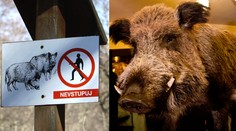 U ZŠ v Mníšku pod Brdy se usídlilo divoké prase! Lidé mají strach