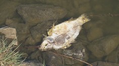 Kormoráni stále páchají rybářům škody. Stát prodlouží vyplácení kompenzací