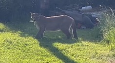 Puma je zpět v kleci. Majiteli hrozí milionová pokuta, může o šelmu i přijít