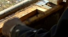 Neobvyklá loupež: ukradené včely