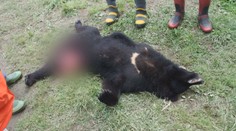 V žaludku medvěda našli lidské ostatky. Zvířata terorizují celý kraj