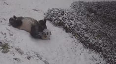 Sníh rozradostnil pandy v zoo. Válely v něm sudy a klouzaly se z kopce