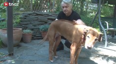 Video: Fenka po Ivetě Bartošové je po operaci!