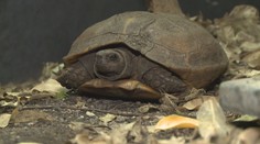 Úspěch pražské zoo! Narodilo se tam mládě vzácné želvy ostnité