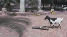 Nová TV hvězda! Rohatý přežvýkavec na skateboardu