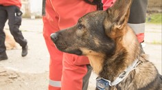 Žena se s malými dětmi skryla v domě, který demolují. Náhodou ji našli psi