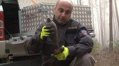 Les je i po čištění stále plný munice. Podle sanační firmy je to sabotáž
