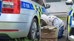 Překvapení pro policisty v Mostě: Během zásahu jim auto obsadil roj včel