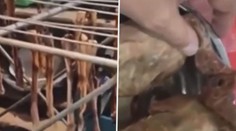 VIDEO: Tuto pekingskou kachnu byste si asi nedali. V restauraci místo ní podávali holuby z ulice