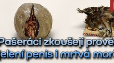 FOTO: Pašeráci zkoušejí provézt jelení penis i mrtvá morčata