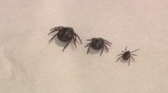 Lidí s encefalitidou je třikrát víc než loni! Prázdniny budou rizikovější