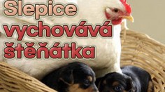 Slepice Mabel vychovává štěňátka