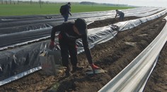 Začala sklizeň chřestu. Farmáře ale trápí sucho nebo divočáci