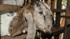 Situace kolem slintavky a kulhavky je vážná. České zoo začínají přijímat opatření
