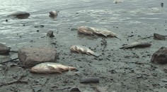 Kvůli viru rybáři v Praze utratili už 12 tun ryb! Herpesem je postiženo 8 míst