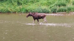 VIDEO: Lidé v Ostravě nevěřili svým očím. Řekou ve městě si to štrádoval los
