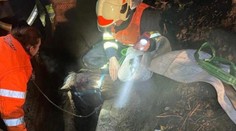 Tepličtí hasiči zachraňovali koně. Zasekl se v betonové šachtě