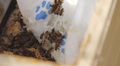 Počasí vylákalo z úlů včely. Příchod mrazů by mohl znamenat pro chovatele problém