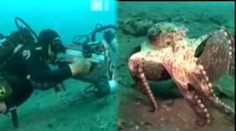 VIDEO: Inteligentní chobotnice staví "domky". Z kokosů