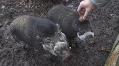 Zoufalství v zoologické zahradě: Máme málo ořechů, pomozte nám, volá