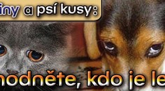 Kočičiny a psí kusy: rozhodněte, kdo je lepší!