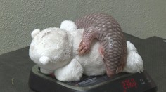 VIDEO: Pražská zoo má vzácný přírůstek. Nově narozený luskoun je samička