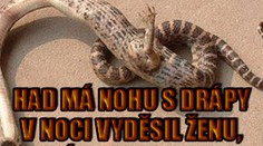 FOTO: Děsivý had s nohou skončil. Ubila ho botou