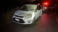 Stádo koní běhalo po silnici. Jedno ze zvířat po srážce s autem uhynulo