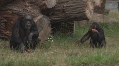 Plzeňská zoo láká na tlupu šimpanzů. Ti vítají návštěvníky hromadným potleskem
