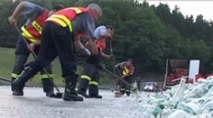 Chcete sundat kočku ze stromu? Zaplaťte patnáct tisíc
