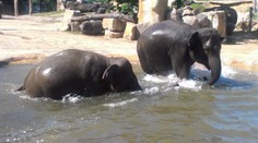 Sloni v pražské zoo: Tropy je netrápí. Podívejte se, jak dokážou řádit ve vodě