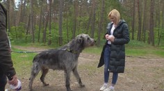 K Máchovu jezeru se sjeli vlkodavové. Jsou to něžní obři, tvrdí jejich páníčci