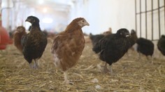 Ptačí chřipka decimuje Česko. Chovatelé mohou požádat o kompenzace