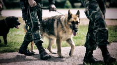 Psí hrdinové hledají domov! Armáda je nabízí za pár stovek