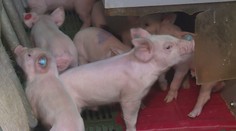 Stavy prasat v Česku pomalu rostou. Farmáře doposud drtily ceny ze zahraničí