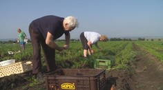 Ovoce a zelenina zůstanou drahé. Zlevňovat už nemůžeme, tvrdí zemědělci