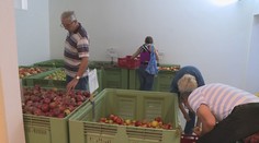 Úroda ovoce v Česku byla loni nejnižší za 6 let. Mohlo za to snížení ploch sadů i mráz