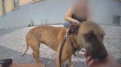 Psa nechal trpět v rozpáleném autě a pak i v útulku. Smutný případ řeší policie