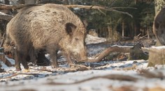 Divoká prasata jsou přemnožená. Způsobují škody zemědělcům i obcím a městům