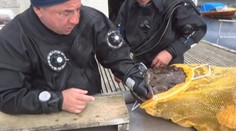 Ruskému potápěči spolkl ruku mořský ďas. A nechtěl ji pustit