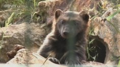 Rosomáčí slečna Nalka čeká v zoo na ženicha! Přijede až z Moskvy
