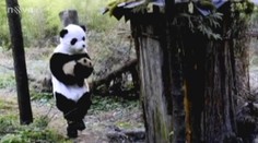 Chovatelé se převlékají za pandy. Tím je zachraňují